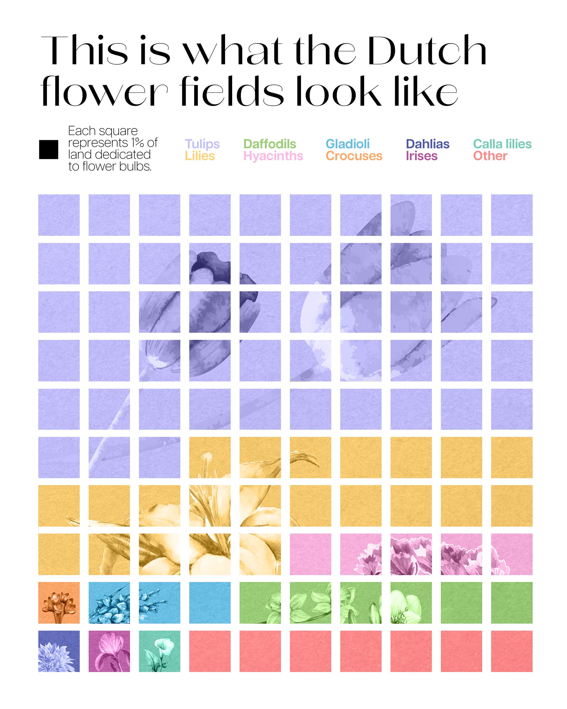 Dutch Flower Fields